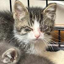 Thumbnail photo of Charlie #4