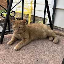 Thumbnail photo of Jozie #3