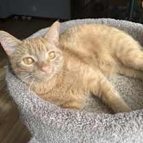 Thumbnail photo of Jozie #4