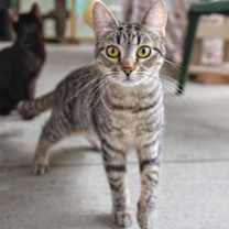 Thumbnail photo of Boo #1