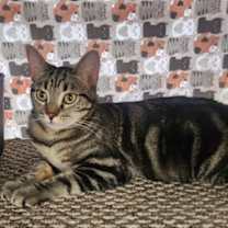 Thumbnail photo of Boo #3