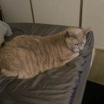 Thumbnail photo of Milo #1