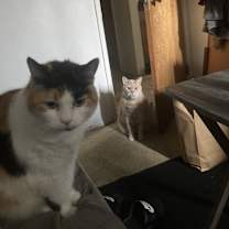 Thumbnail photo of Milo #3