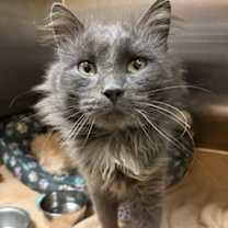 Thumbnail photo of Damien #1