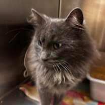 Thumbnail photo of Damien #2