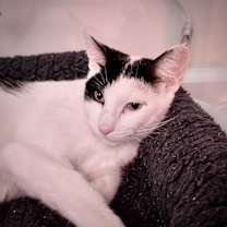 Thumbnail photo of Milky Way #2