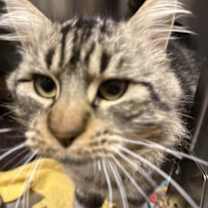 Thumbnail photo of Griswold #1