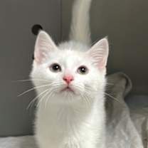 Thumbnail photo of Sandal #2