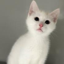 Thumbnail photo of Sandal #3