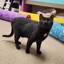 Thumbnail photo of Ozzy #2