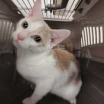 Thumbnail photo of Macaroni (Foster) #2