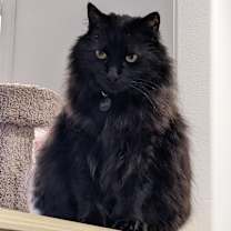 Thumbnail photo of Sumi #1