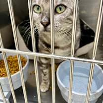 Thumbnail photo of Nebula #1