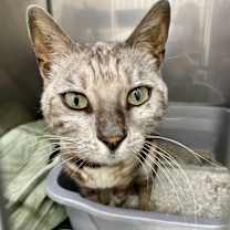 Thumbnail photo of Nebula #3