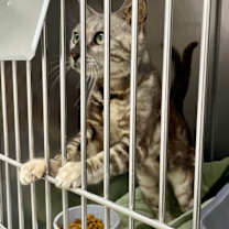 Thumbnail photo of Nebula #4