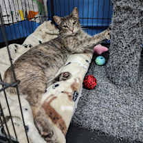 Thumbnail photo of Dottie (C000-734) - Chino Hills Location #4