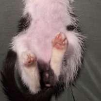 Thumbnail photo of Maxie #2