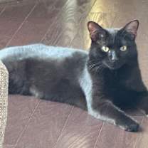 Thumbnail photo of Flow #1