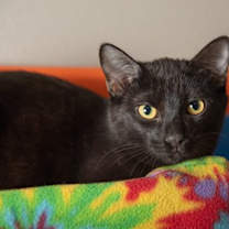 Thumbnail photo of Rune #1