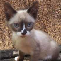 Thumbnail photo of Casey #1