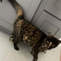 Thumbnail photo of Jinx #1