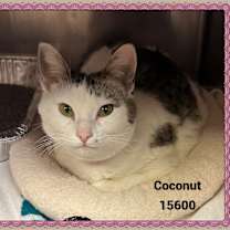 Thumbnail photo of COCONUT #1
