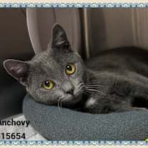 Thumbnail photo of ANCHOVY #3