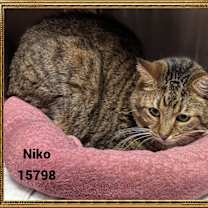 Thumbnail photo of NIKO #3