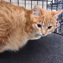 Thumbnail photo of Lily #2