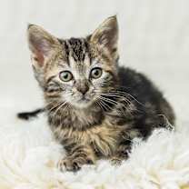 Thumbnail photo of Jynx #3