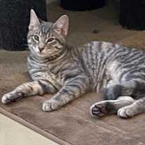 Thumbnail photo of Gambit #2