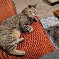 Thumbnail photo of Bella #1