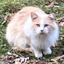 Thumbnail photo of Blorange #3