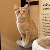 Thumbnail photo of Cinnamon #3