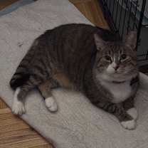 Thumbnail photo of Tobi #4