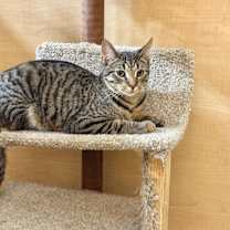 Thumbnail photo of Clove #1