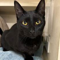 Thumbnail photo of Macy - available 12/26 #2