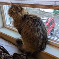 Thumbnail photo of Moose #3