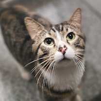 Thumbnail photo of Everest #1