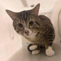 Thumbnail photo of Everest #2