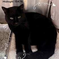 Thumbnail photo of MIDNIGHT #3