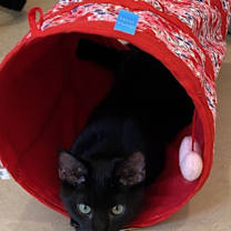 Thumbnail photo of Night Crawler #4