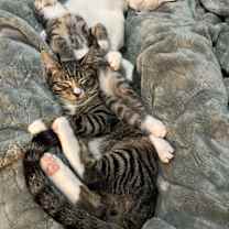 Thumbnail photo of Cotton #4