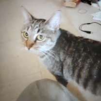 Thumbnail photo of Perfect and Battle Cat #3