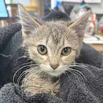 Thumbnail photo of Waffles #2