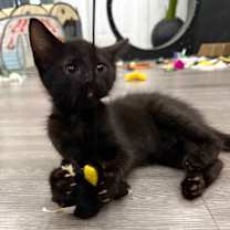 Thumbnail photo of Petey #3