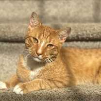 Thumbnail photo of Sonny #3