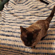 Thumbnail photo of shopie #4