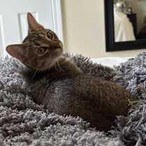 Thumbnail photo of Jasper #2