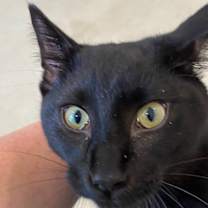 Thumbnail photo of Wolverine #4